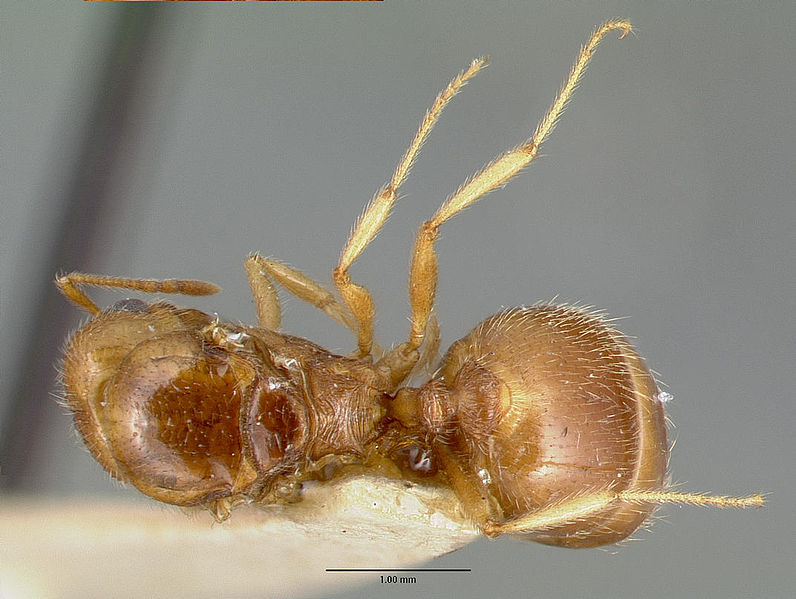 File:Pheidole williamsi castype00444-03 dorsal 1.jpg