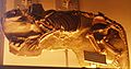 Скелет Phenacodus primaevus. Национальный музей естественной истории (Париж)