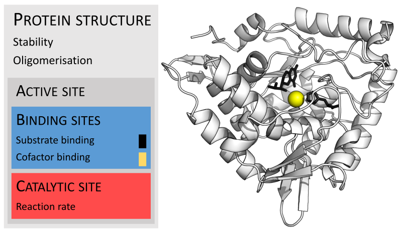 File:Phenylalanine hydroxylase mutations.svg