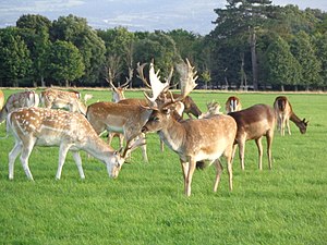 Phoenix Park Dublin 11.JPG