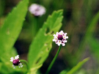 <i>Phyla lanceolata</i> Species of flowering plant