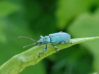 <i>Phyllobius pomaceus</i> Species of beetle