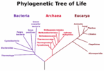 Phylogenetic tree of Bacteria, Archaea and Eucarya. The vertical line at bottom represents the last universal common ancestor.