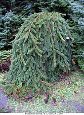 Picea glauca - Wikipedia