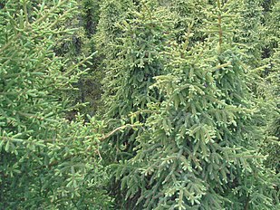 Foliage and cones, Homer, Alaska