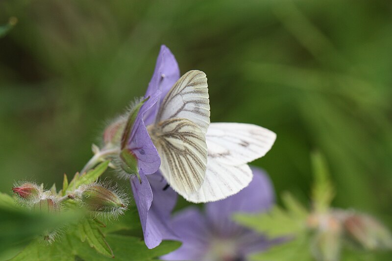 File:Pieris angelika 8536.JPG