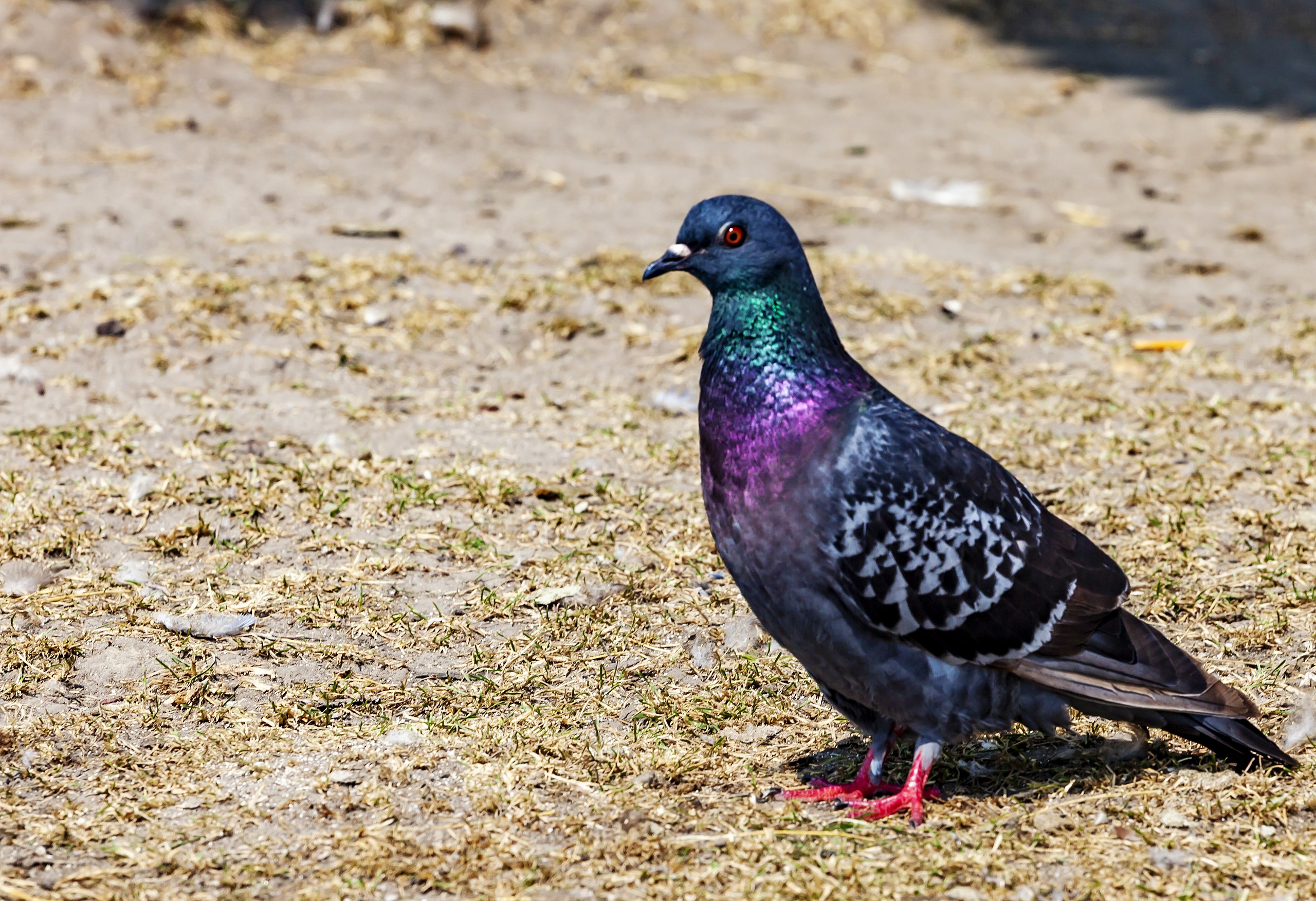 File:Ghi, pettingzoo (torso of escaped peacock - not school pecock!).jpg -  Wikimedia Commons