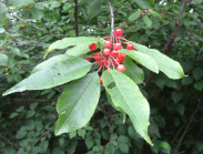 foliage