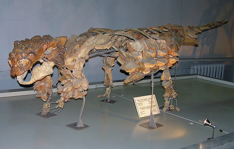 File:Pinacosaurus skeleton.jpg