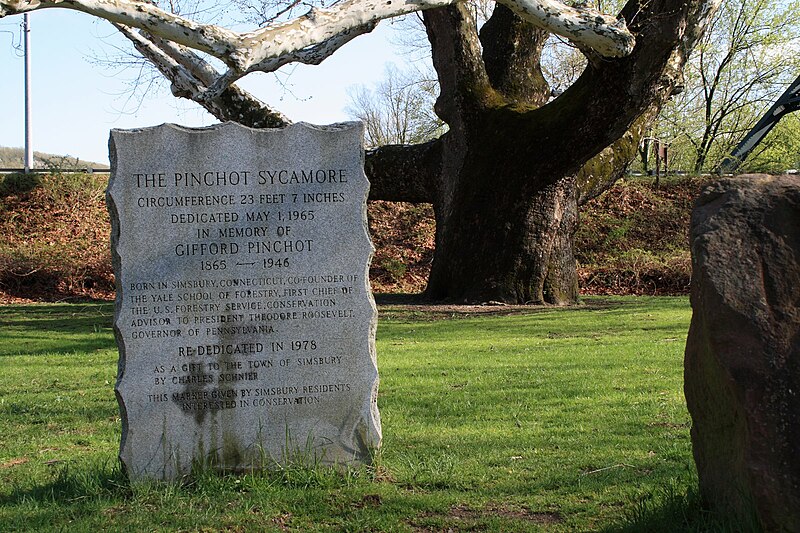 File:Pinchot Sycamore dedication, April 29, 2008.jpg