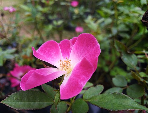 Pink Single Petalled Rose