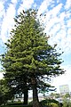 Araucaria heterophylla