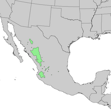 Pinus lumholtzii range map 1.png