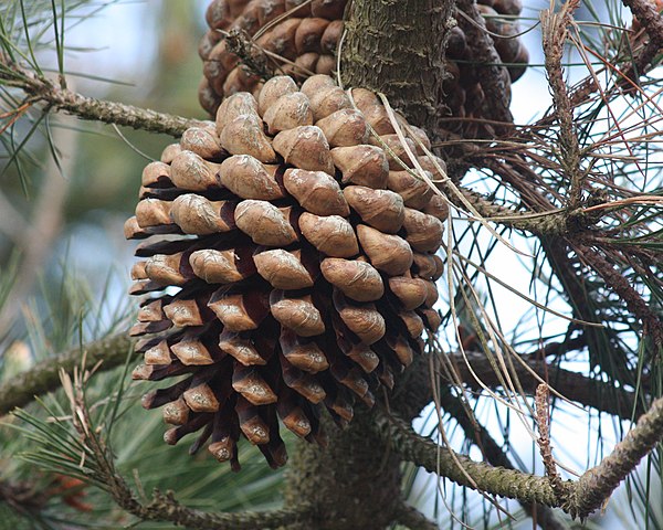 Pinus radiata female (ovulate) cone