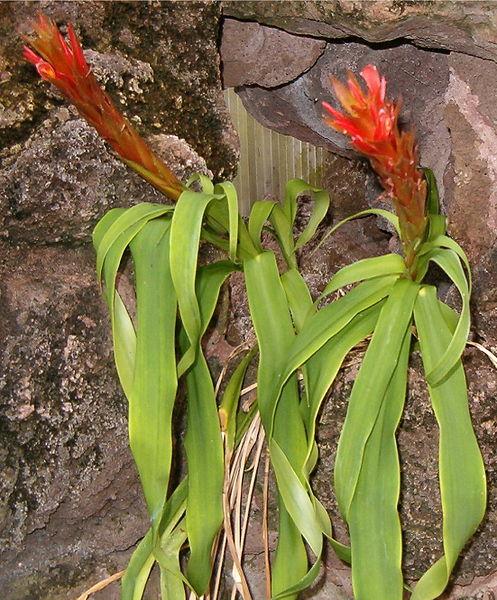 File:Pitcairnia heydlauffii HabitusLeavesInflorescences BotGardBln0806b.jpg