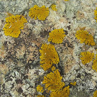<i>Placomaronea</i> Genus of lichen