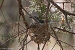 Thumbnail for File:Plumbeous Vireo (on nest) Huachuca Canyon Sierra Vista AZ-2 (35036848624).jpg