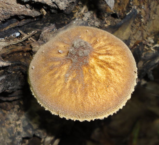 File:Pluteus umbrosus 90774.jpg