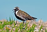 Thumbnail for Pacific golden plover