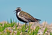 Pluvialis fulva -Bering Land Bridge Ulusal Koruma Alanı, Alaska, ABD-8.jpg