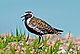 Pluvialis fulva -Bering Land Bridge National Preserve, Alaska, USA-8.jpg