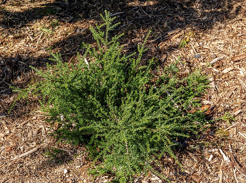 File:Podocarpus nivalis, Timaru Botanic Garden, New Zealand.jpg