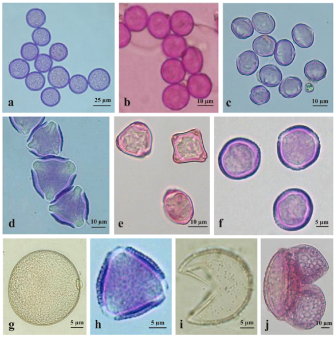 Pollen grains observed in aeroplanktonof South Europe[4]