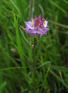 Polygala cruciata Eastern Highland Rim.jpg