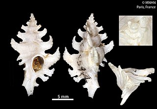 <i>Poropteron multicornis</i> Species of gastropod