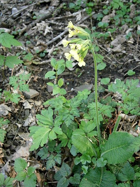 File:Primula elatior RHU 001.JPG