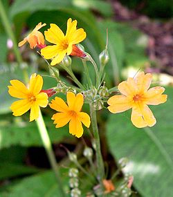 Primula prolifera 1. jpg