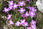 Wulfens viva (Primula wulfeniana) begränsad till sydöstra delen av Södra kalkalperna. Blomman är namngiven efter forskaren Franz Xaver von Wulfen på 1700-talet.