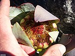 Protea recondita vynbos iNat16257464b.jpg