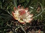 Protea simpleks 15818123.jpg