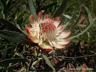 <i>Protea simplex</i> Species of plant