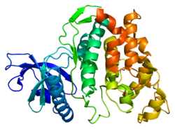 חלבון CLK1 PDB 1z57.png