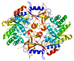 Proteini ODC1 PDB 1d7k.png