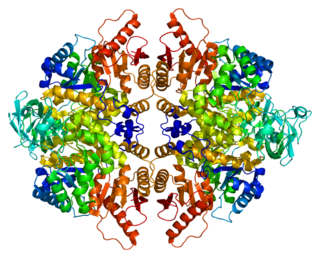 <span class="mw-page-title-main">Pyruvate kinase PKLR</span> Protein-coding gene in the species Homo sapiens