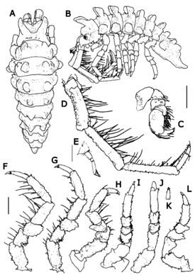 Pseudidothea armata. Голотип, самец