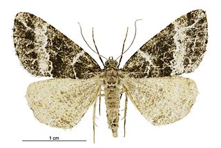 <i>Pseudocoremia dugdalei</i> Species of moth endemic to New Zealand