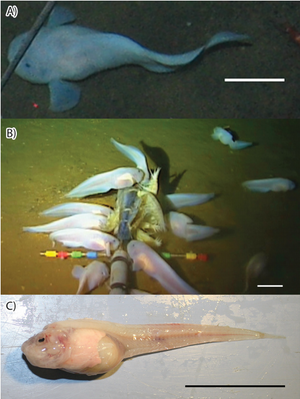 A) In-situ photography of Pseudoliparis swirei at a depth of 6198 m, B) group at a depth of 7485 m, C) specimen brought on deck.  The scale corresponds to 5 cm in each case.