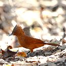 Pseudoseisura unirufa-Rufous Cacholote