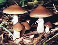 Psilocybe subaeruginascens