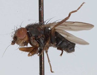 <i>Pteremis</i> Genus of flies