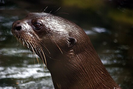 Giant Otter Wikiwand