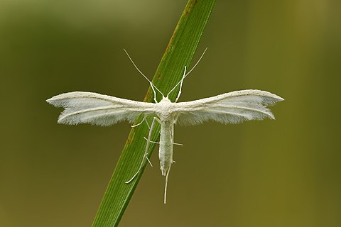 White plume moth