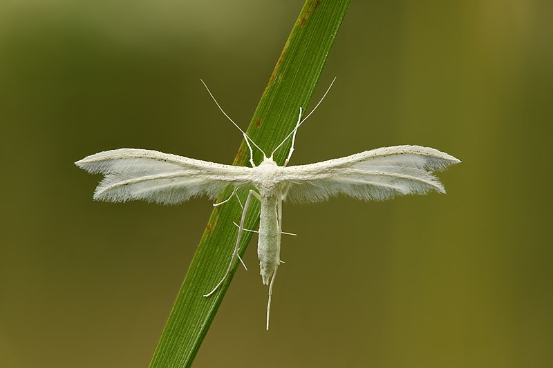 File:Pterophorus pentadactyla - Keila.jpg