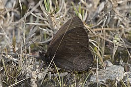 Punapedaliodes flavopunctata