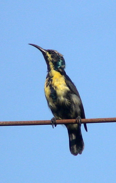 File:Purple Sunbird (male in eclipse plumage).jpg