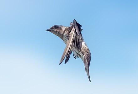 Purple martin in flight (30977)